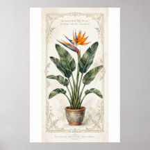 Paradisfågel Vintage Botanisk Affisch