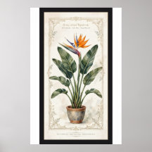 Paradisfågel Vintage Botanisk Affisch Monterad