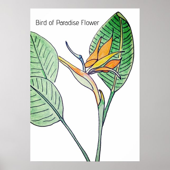 Paradisfågelblomma Poster (Framsidan)