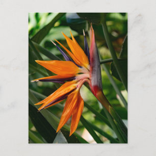 Paradisfågelblomma. vykort