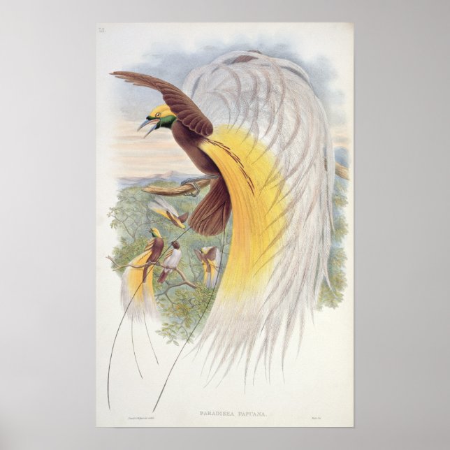 Paradisfågeln, från "Nya Guineas fåglar" Poster (Framsidan)