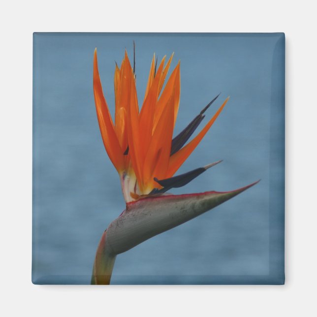 paradisfågeln magnet (Framsidan)