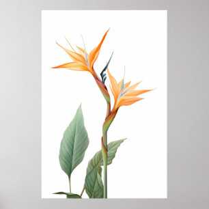 Paradisfågeln teckning (blomma) poster