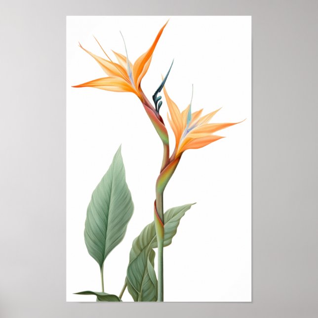 Paradisfågelritning (blomma) poster (Framsidan)