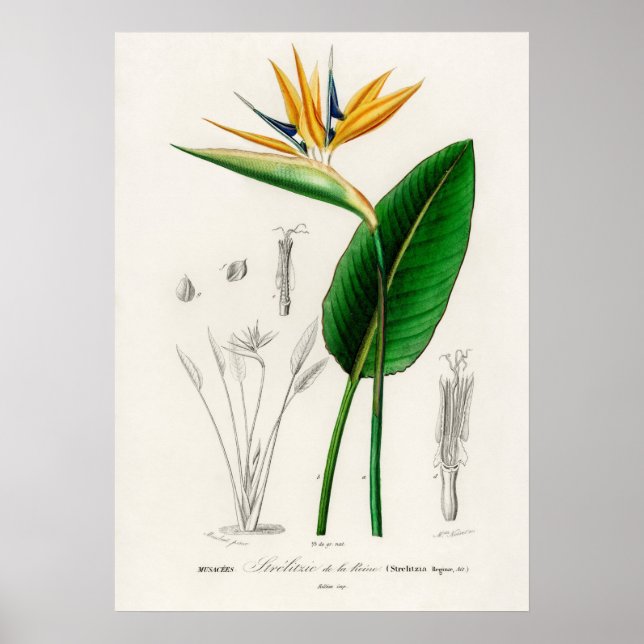 Paradisfåglar (Strelitzia Reginae) Poster (Framsidan)