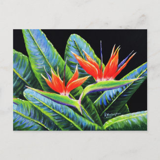 Paradisfåglar Vykort