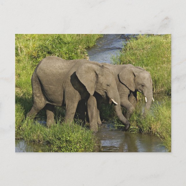 Parafrikanska elefanter Masai Mara Vykort (Framsida)