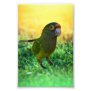 Parakeet. Aratinga Canicularis / Papillero Fototryck