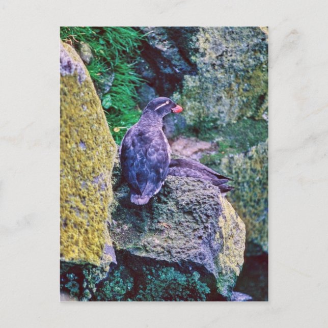 Parakeet Auklet Vykort (Framsida)