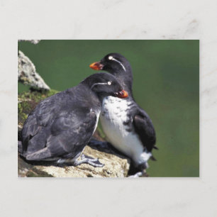 Parakeet Auklets, St. George Island, Pribilofs Vykort