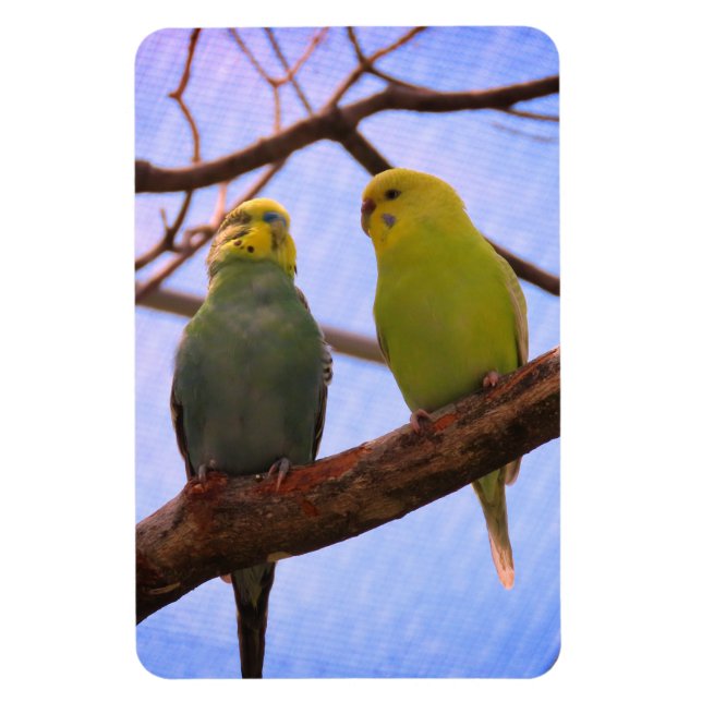 Parakeet Couple Magnet (Vertikal)