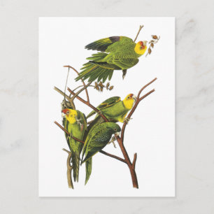 Parakeet - från John Audubon Vykort