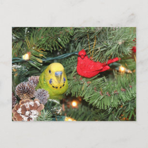 Parakeet i Julgran Helg Vykort