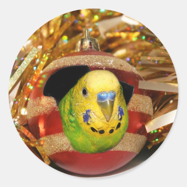 Parakeet jul runt klistermärke (Framsida)