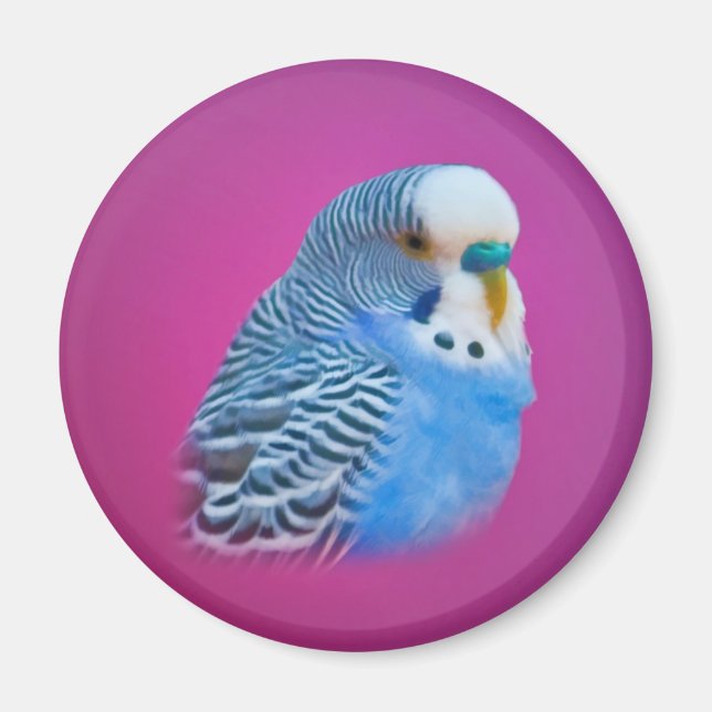 Parakeet Magnet (Framsidan)
