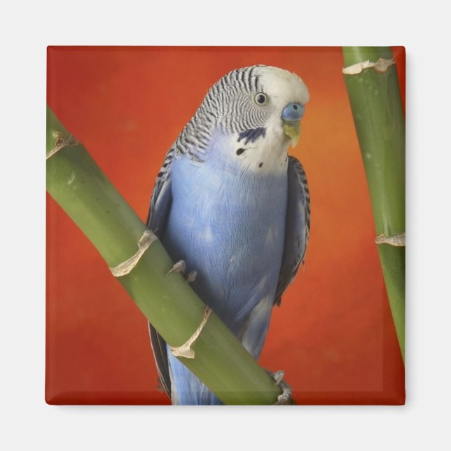 parakeet magnet (Framsidan)