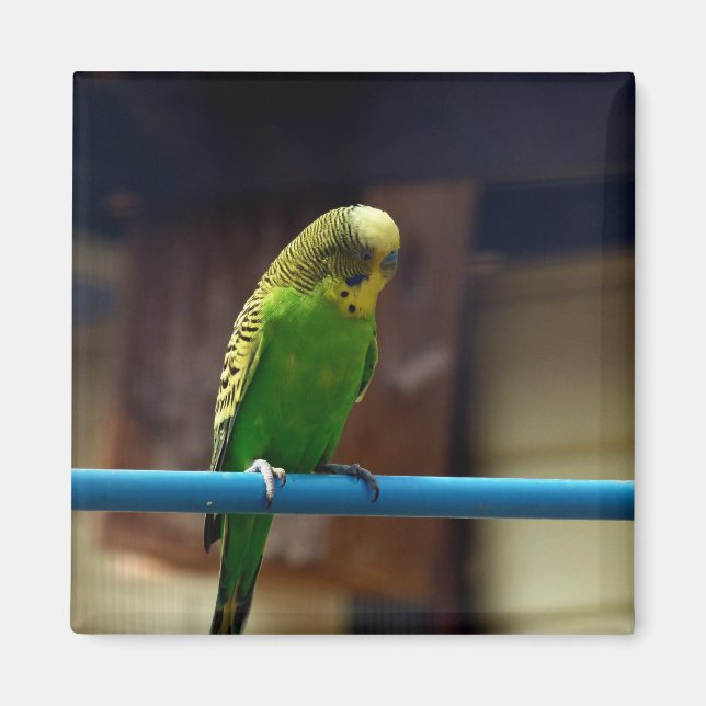 Parakeet Magnet (Framsidan)