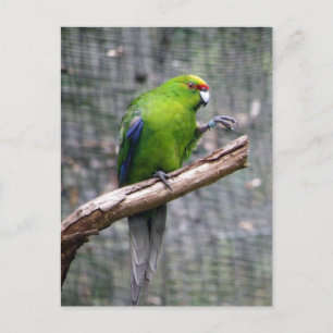Parakeet med gult vykort