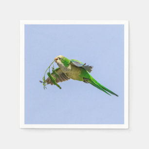 Parakeet munk i Rio Grande Valley Pappersservett