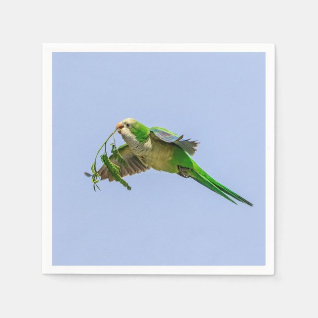 Parakeet munk i Rio Grande Valley Pappersservett (Framsidan)