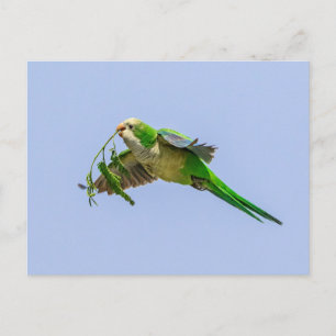 Parakeet munk i Rio Grande Valley Vykort