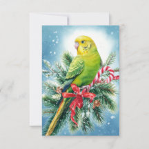 Parakeet och Candy cane julkort