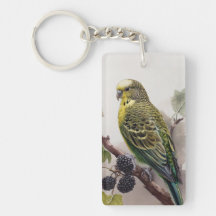 Parakeet på en Mulberry Gren