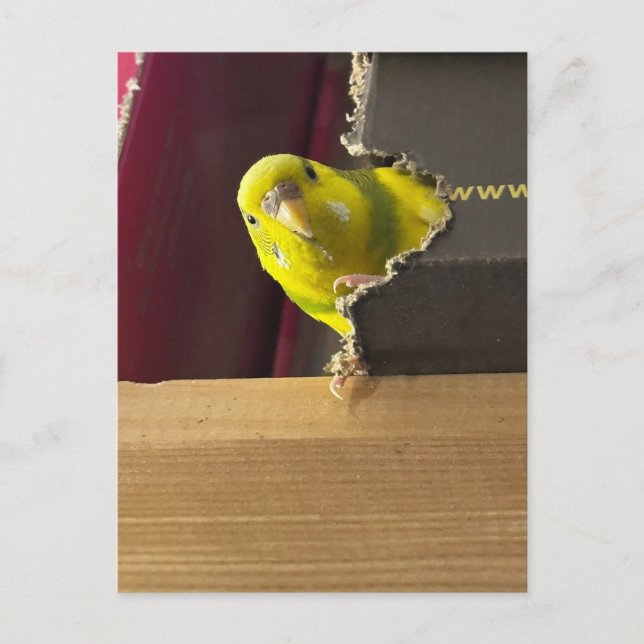 Parakeet Peek a boo Vykort (Framsida)