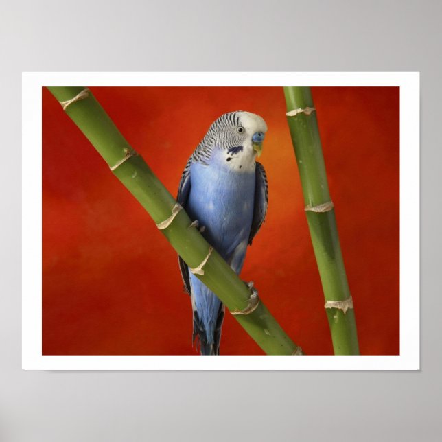 parakeet poster (Framsidan)