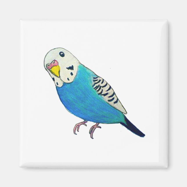 Parakeet Teckning Magnet (Framsidan)