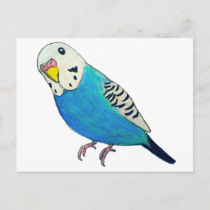 Parakeet Teckning Vykort