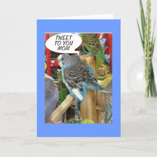 PARAKEET VILL TVÅ VECKOR LYCKLIG MORS DAG TILL MAM KORT