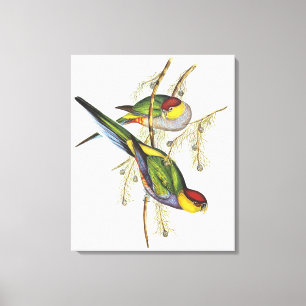Parakeet - Vintage Bird Art Canvastryck