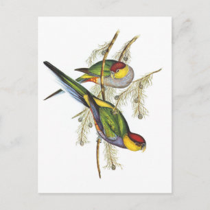 Parakeet - Vintage Bird Art Vykort