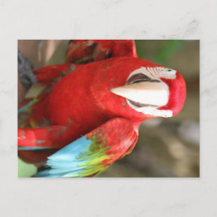 Parakeet Vykort