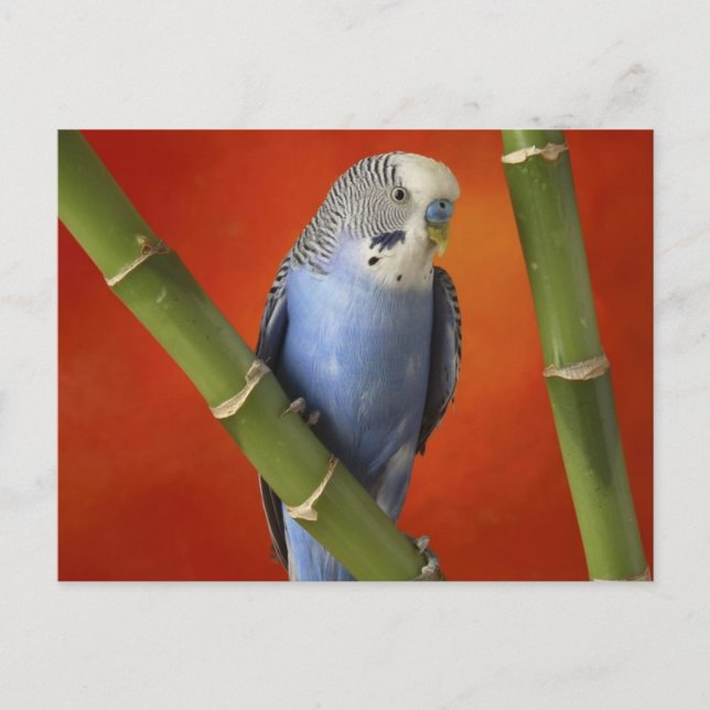 parakeet vykort (Framsida)