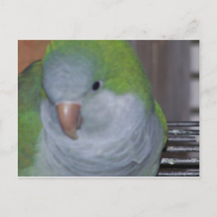 PARAKEET VYKORT