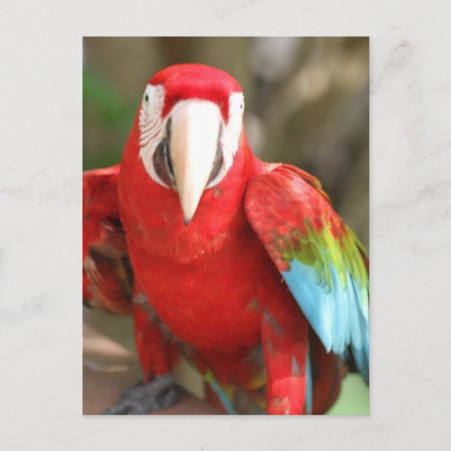 Parakeet Vykort (Framsida)