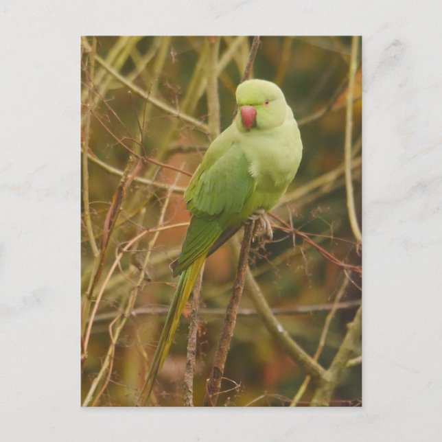 Parakeet-vykort Vykort (Framsida)