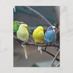 Parakeets Budgies Bird Photo Vykort