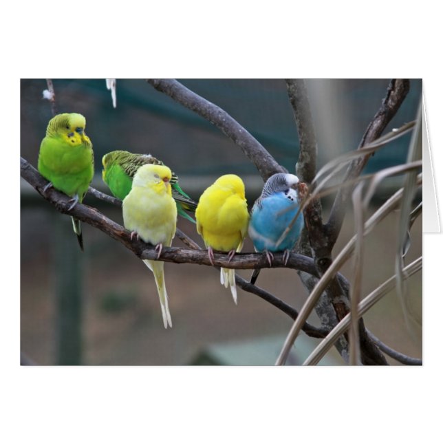 Parakeets Budgies | Fågelfoto Hälsningskort (Framsidan Horizontal)
