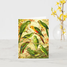 Parakeets, Grattis på födelsedagen Kort