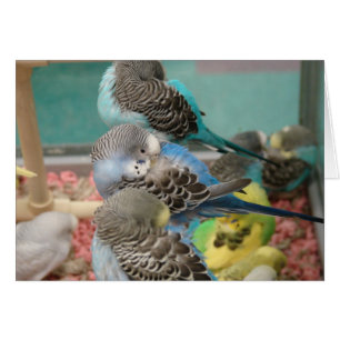 Parakeets Hälsningskort