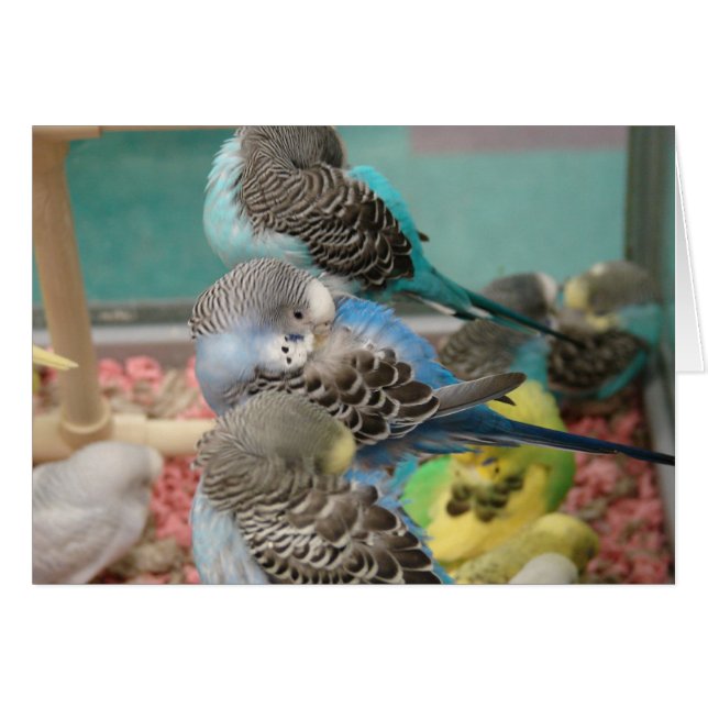 Parakeets Hälsningskort (Framsidan Horizontal)