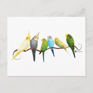 Parakeets och Cockatiels! Vykort
