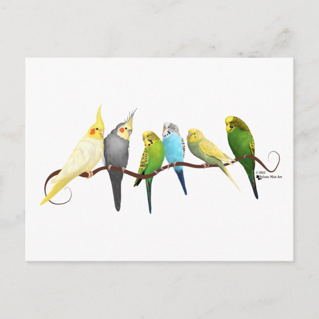 Parakeets och Cockatiels! Vykort (Framsida)