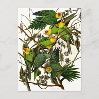 Parakeets Parrots Parrots för vintage Grönt Vykort