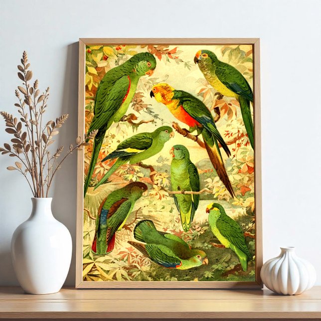 Parakeets Poster (Skapare uppladdad)