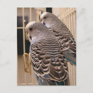 Parakeets Vykort