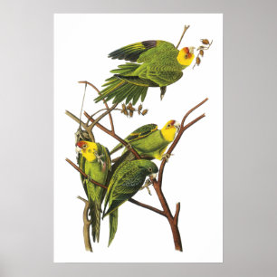 Parakiter av John Audubon - affischtryck Poster